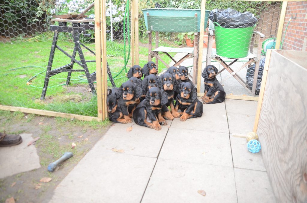 12 Whisky Puppies Oct 2014