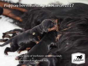 Lainnireach Puppies 2017