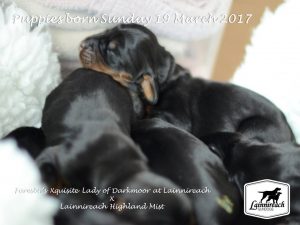 Lainnireach Puppies 2017