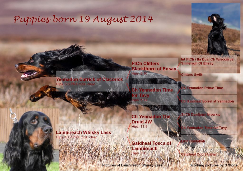 Whisky puppies 24082014