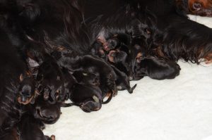 12 Whisky Puppies August 2014