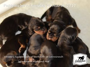 Lainnireach Puppies 2017